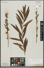 Foto von Salix purpurea L. x Salix viminalis L.